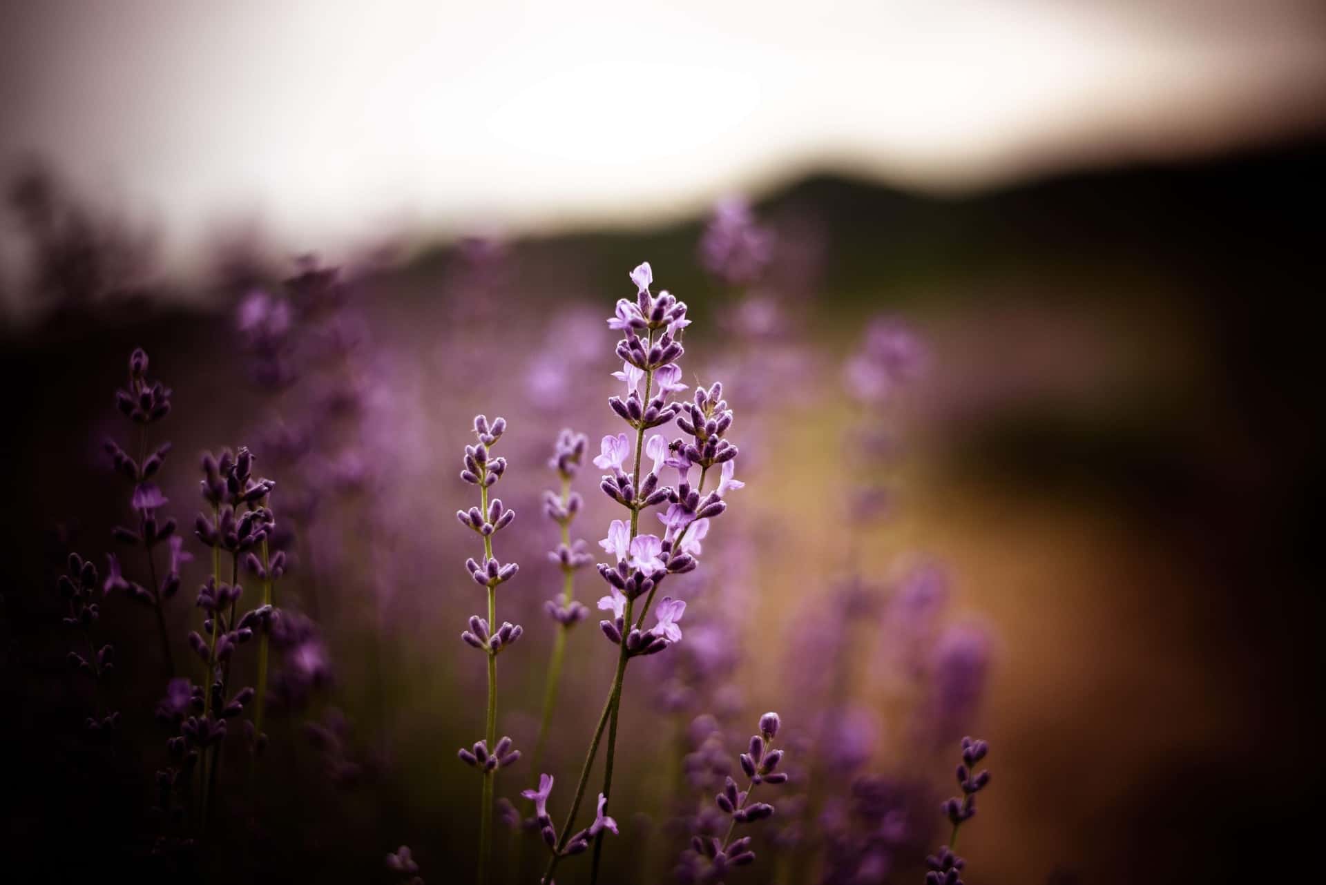 bia-vilt-PatZnNB3Cpo-unsplash