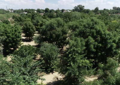 Familial Forestry, Bikaner, Rajasthan, India