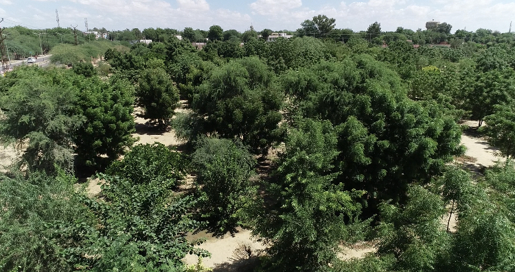 Familial Forestry, Bikaner, Rajasthan, India