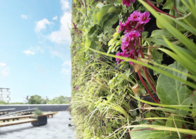 Green walls at University of Lincoln, UK