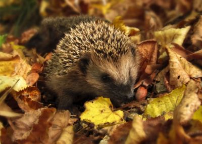 Hedgehog friendly campus (UK)