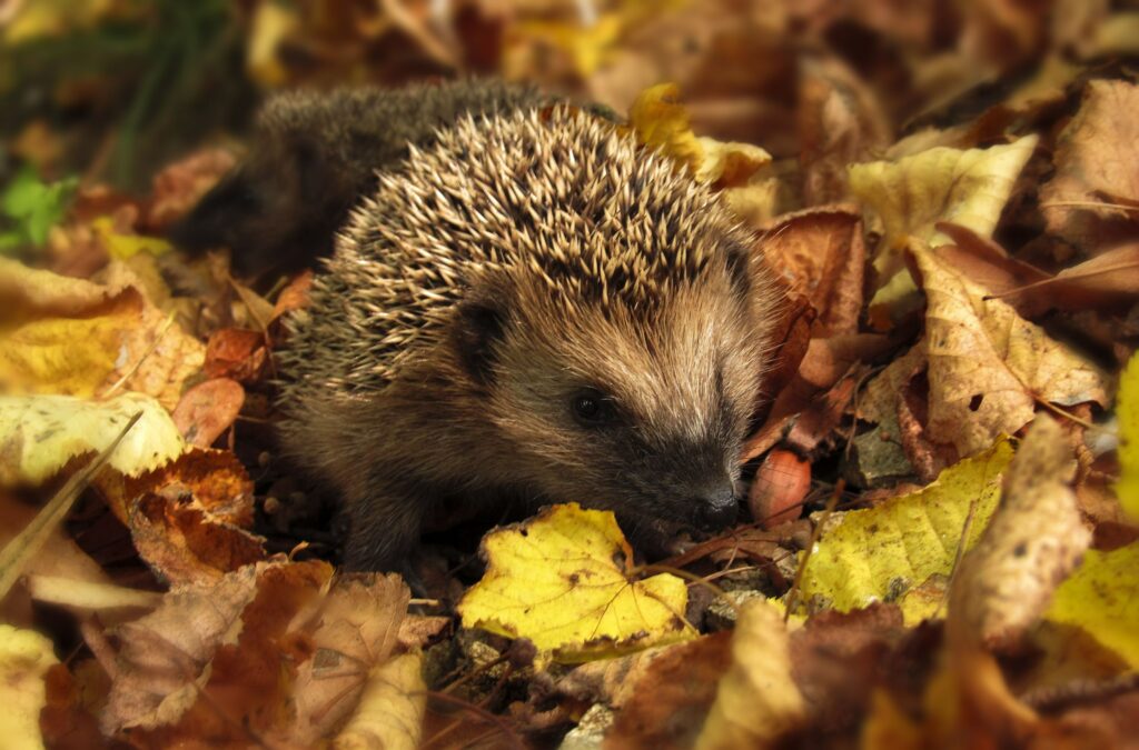 Hedgehog friendly campus (UK)