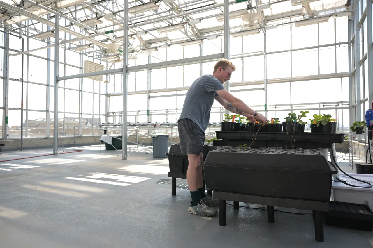 Denver rooftop greenhouse