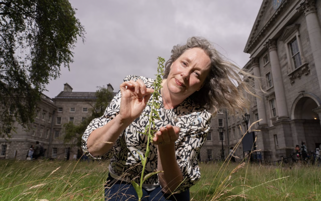Rare Irish orchid discovered in Trinity College after lawn mowing is halted