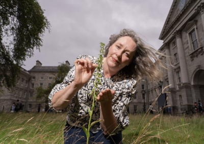 Rare Irish orchid discovered in Trinity College after lawn mowing is halted