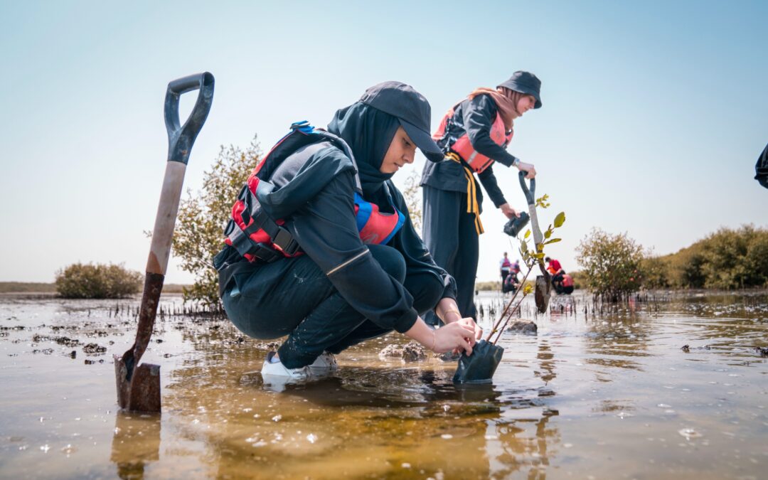 National Day mangrove planting project at Ajman University, United Arab Emirates