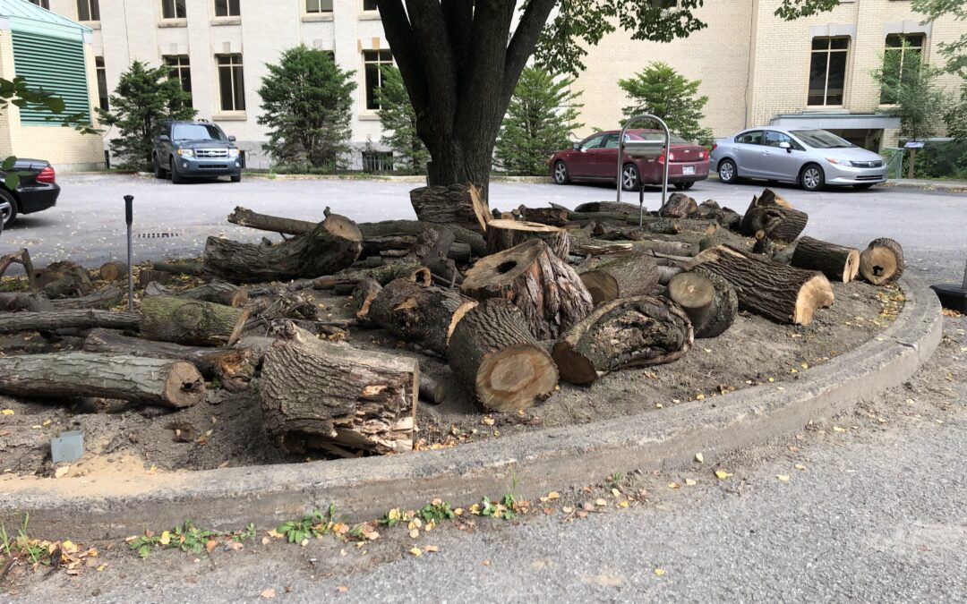 Nurse Logs Protected on Campus at Dawson College, Canada