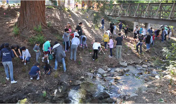 Stone Canyon Creek Restoration Project at UCLA, United States